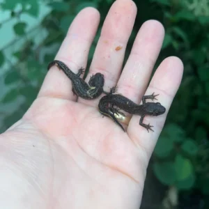 Alternative view of Macedonian crested newts (Triturus macedonicus)