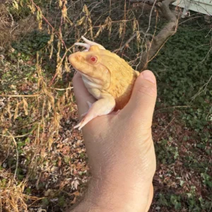 Alternative view of Albino Chinese Bullfrog Adults (Hoplobatrachus rugulosus)