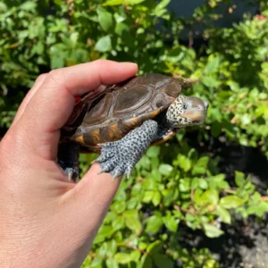 Adult Northern Diamondback Terrapin Male #2601 (Malaclemys terrapin) for sale at Premier Elite Exotics