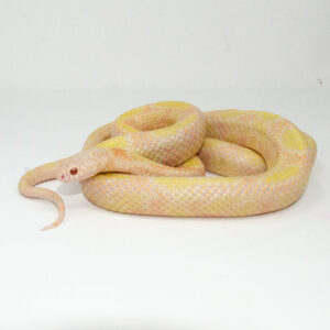 Albino Blotched Kingsnake Adult Male #ABKAM1 (Lampropeltis getula goini) for sale at Premier Elite Exotics