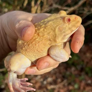 Albino Chinese Bullfrog Adult (Hoplobatrachus rugulosus) for sale at Premier Elite Exotics