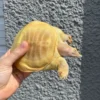 Albino Chinese Softshell Turtle Adult Male #2 (Pelodiscus sinensis) for sale at Premier Elite Exotics