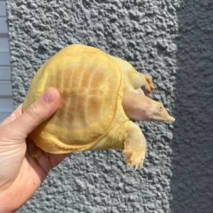 Albino Chinese Softshell Turtle Adult Male #2 (Pelodiscus sinensis) for sale at Premier Elite Exotics