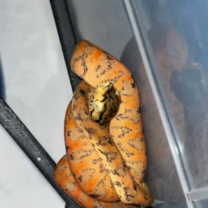 Amazon Tree Boa Baby (Corallus hortulanus) for sale at Premier Elite Exotics