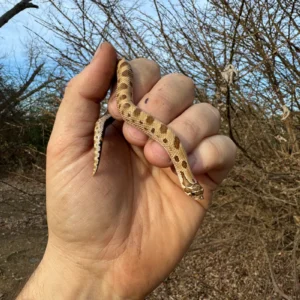 Anaconda Western Hognose Snake Female #1 (Heterodon nasicus) for sale at Premier Elite Exotics