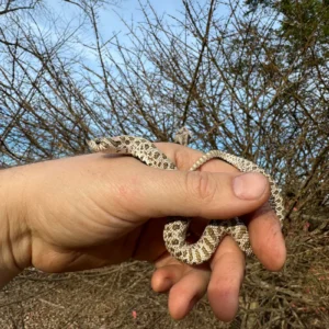 Arctic Western Hognose Snake Female #1 (Heterodon nasicus) for sale at Premier Elite Exotics