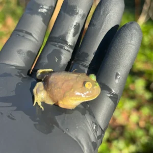 Alternative view of Baby Budgett’s Frog (Lepidobatrachus laevi)