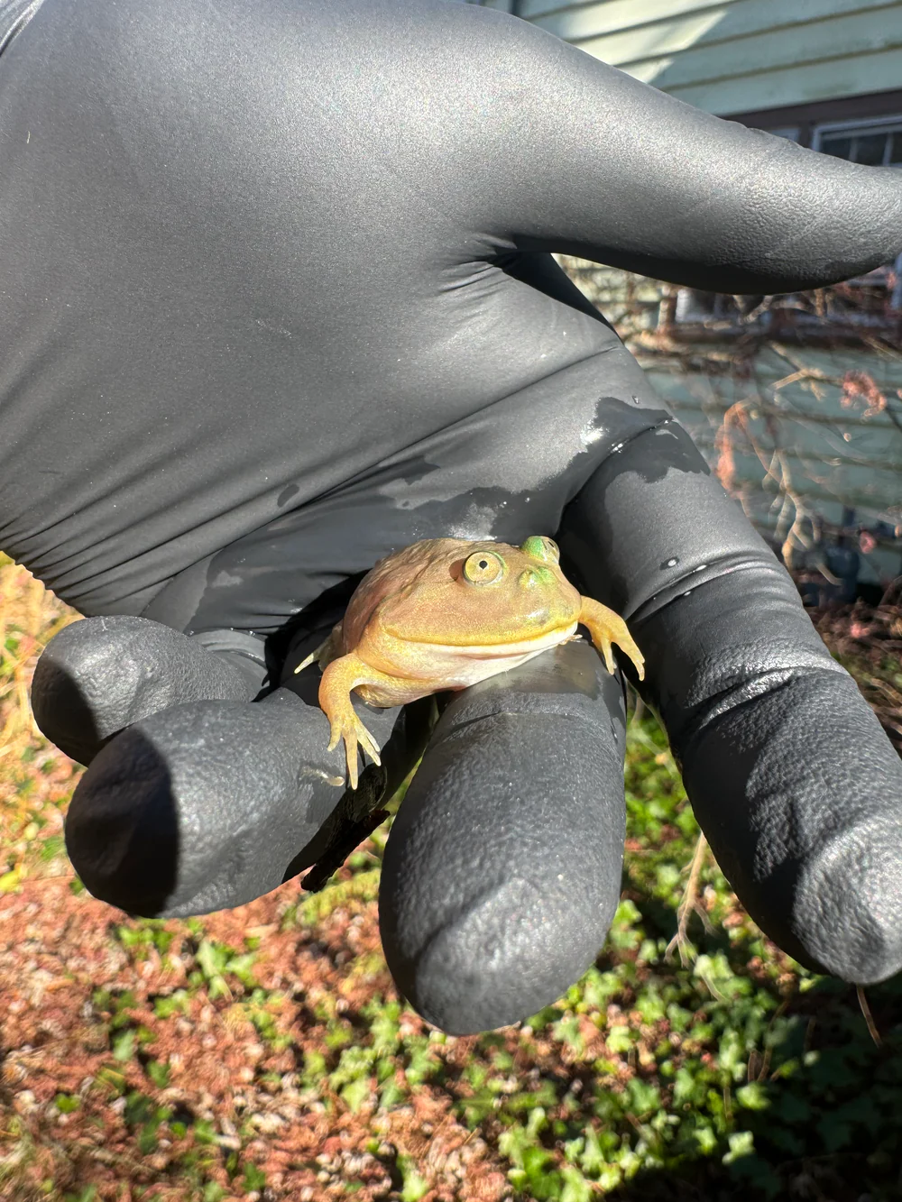 Baby Budgett’s Frog (Lepidobatrachus laevi) - Image 3