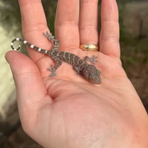 Baby Tokay Gecko (Gekko gecko) for sale at Premier Elite Exotics