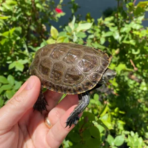 Balkan Pond Turtle Adult Male #2 (Mauremys rivulata) for sale at Premier Elite Exotics