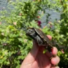 Balkan Pond Turtle Adult Male #3 (Mauremys rivulata) for sale at Premier Elite Exotics