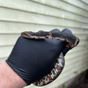 Banded Water Snake (Nerodia fasciata) for sale at Premier Elite Exotics