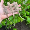 Bearded Dragon Baby (Pogona vitticeps) for sale at Premier Elite Exotics