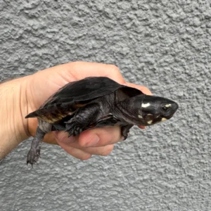 Black Marsh Turtle CH Juvenile #1 (Siebenrockiella crassicollis) for sale at Premier Elite Exotics
