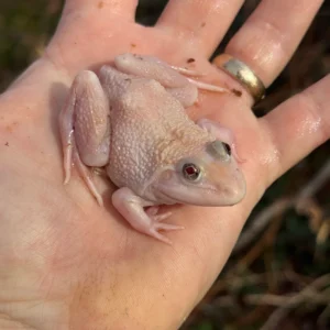 Blizzard Snow Chinese Bullfrog (Hoplobatrachus rugulosus) for sale at Premier Elite Exotics