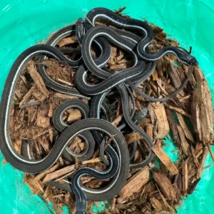 Blue Striped Peninsula Ribbon Snake (Thamnophis sauritus sackenii) for sale at Premier Elite Exotics
