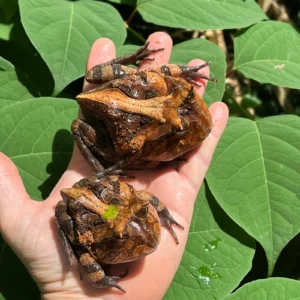 Brazilian Horned Frog Adult Pair #1 (Ceratophrys aurita) for sale at Premier Elite Exotics