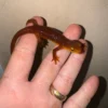 Captive-Bred California Orange Bellied Newt Adult (Taricha torosa) for sale at Premier Elite Exotics