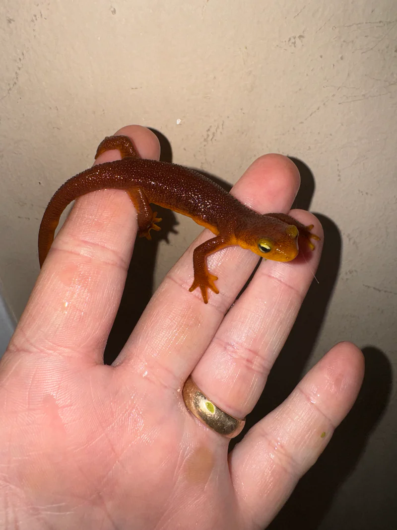 Captive-Bred California Orange Bellied Newt Adult (Taricha torosa) for sale at Premier Elite Exotics