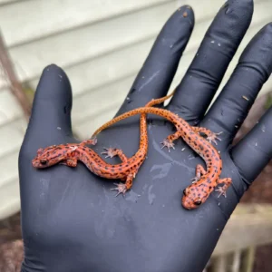 Cave Salamander (Eurycea lucifuga) for sale at Premier Elite Exotics