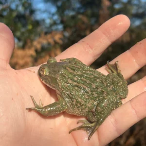 Alternative view of Chilean Wide Mouthed Toad (Calyptocephalella gayi)