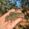 Chilean Wide Mouthed Toad (Calyptocephalella gayi) for sale at Premier Elite Exotics