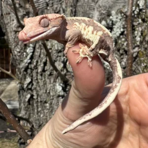 Chinese Cave Gecko Adult (Goniurosaurus hainanensis) for sale at Premier Elite Exotics