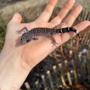 Chinese Cave Gecko Adult (Goniurosaurus hainanensis) for sale at Premier Elite Exotics