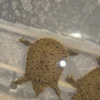 Chinese Softshell Turtle Baby (Pelodiscus sinensis) for sale at Premier Elite Exotics