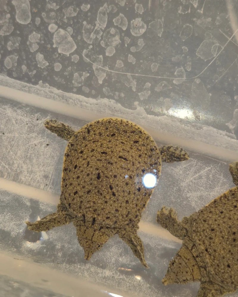 Chinese Softshell Turtle Baby (Pelodiscus sinensis) for sale at Premier Elite Exotics