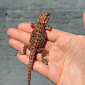 Citrus Blue Bar Tiger Dunner Het Hypo Trans Central Bearded Dragon Baby CE6 (Pogona vitticeps) for sale at Premier Elite Exotics