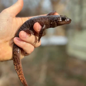 Captive-Bred Coastal Giant Salamander Adult Female (Dicamptodon tenebrosus) for sale at Premier Elite Exotics