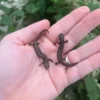 Danube Crested Newt (Triturus dobrogicus) for sale at Premier Elite Exotics