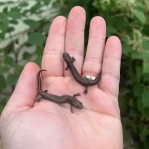 Alternative view of Danube crested newts (Triturus dobrogicus)