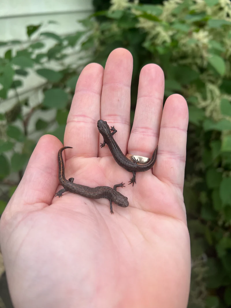 Danube crested newts (Triturus dobrogicus) - Image 2