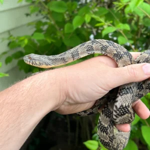 Diamondback Water Snake (Nerodia rhombifer) for sale at Premier Elite Exotics