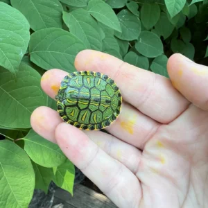D’Orbigny’s Slider Turtle Baby (Trachemys dorbigni) for sale at Premier Elite Exotics