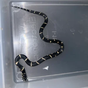 Eastern Kingsnake Edisto Island Locale #1F (Lampropeltis getula) for sale at Premier Elite Exotics