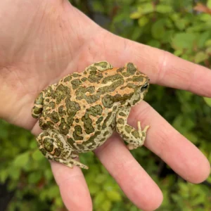 Alternative view of Egyptian Giant Green Toads (Sclerophrys regularis)
