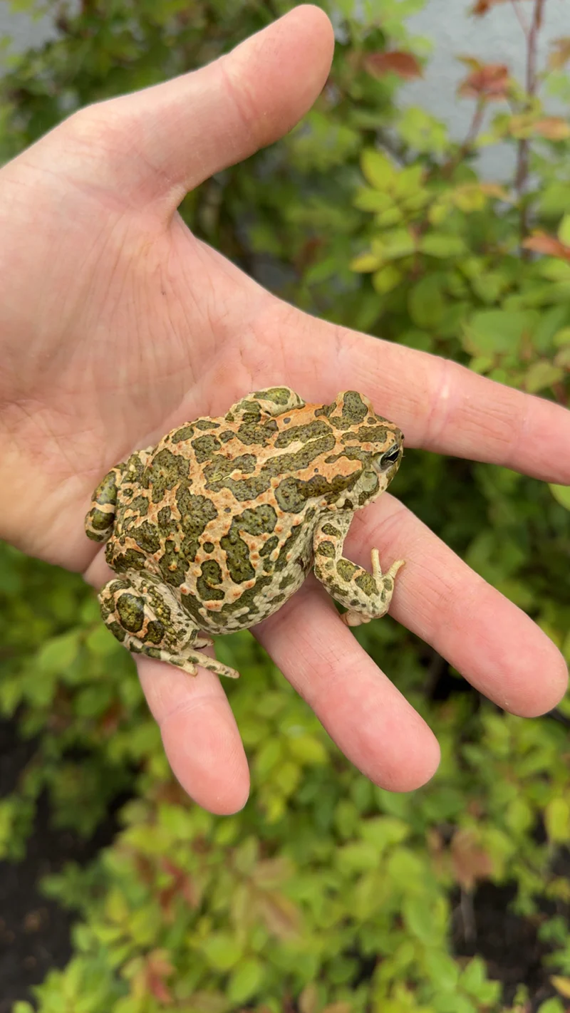 Egyptian Giant Green Toads (Sclerophrys regularis) - Image 2