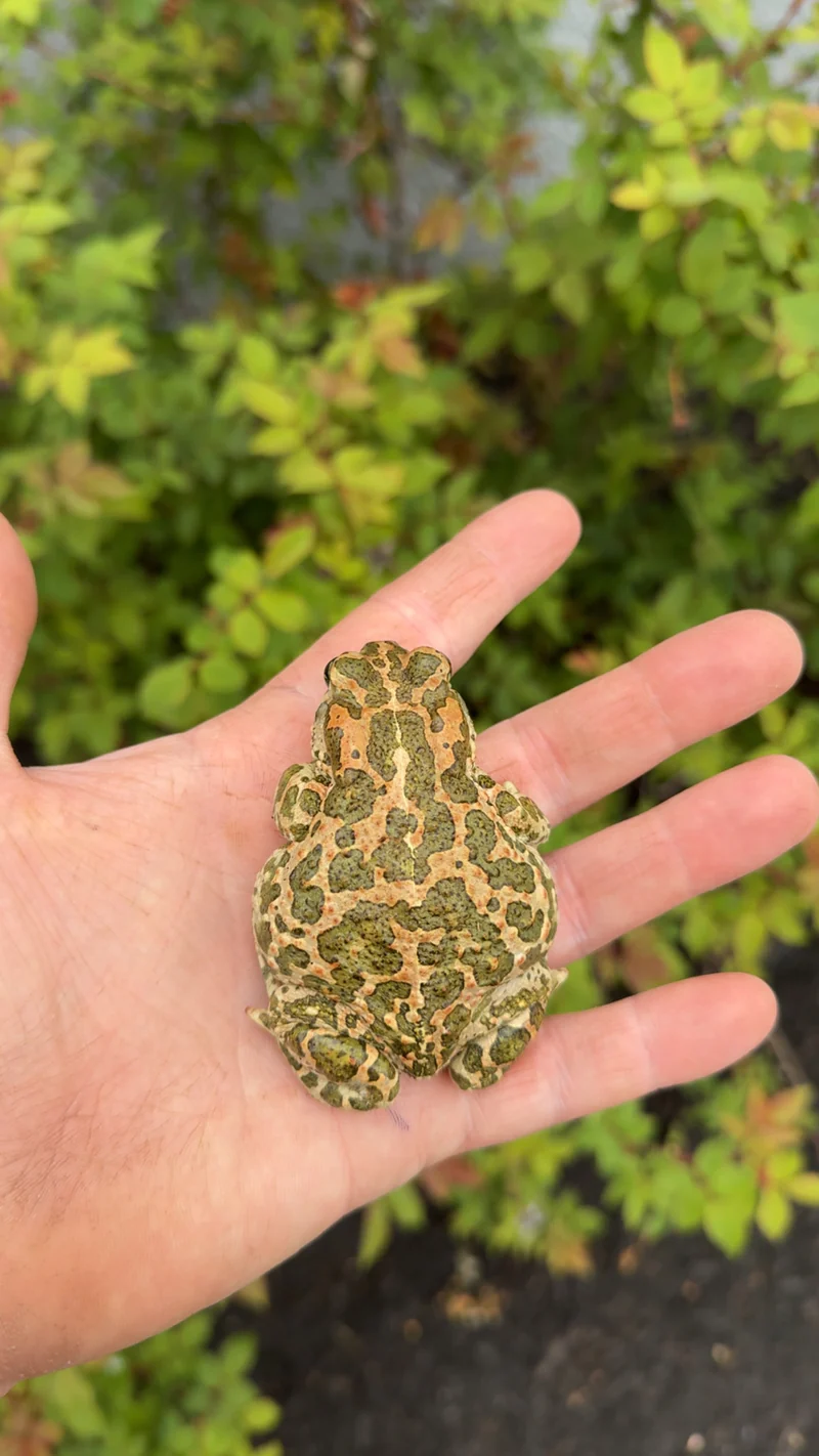 Egyptian Giant Green Toads (Sclerophrys regularis) - Image 4