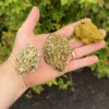 Egyptian Giant Green Toad (Sclerophrys regularis) for sale at Premier Elite Exotics