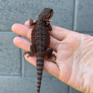Extreme Dark Red Monster Het Translucent Male Central Bearded Dragon Baby (Pogona vitticeps) for sale at Premier Elite Exotics