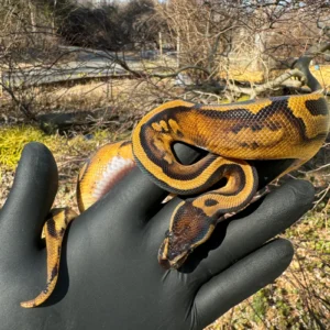 Fire Low White Pied Ball Python Female #1 (Python regius) for sale at Premier Elite Exotics