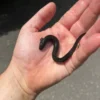 Captive-Bred Greater Siren Baby (Siren lacertina) for sale at Premier Elite Exotics