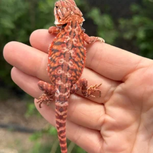 Red Monster Leatherback Blue Bar Tiger Het Translucent Het Hypo Central Bearded Dragon (Pogona vitticeps) for sale at Premier Elite Exotics