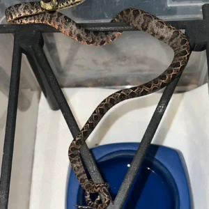 Halloween Phase Amazon Tree Boa Baby CB #1 (Corallus hortulanus) for sale at Premier Elite Exotics