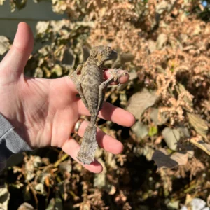 Henkel's Leaf Tailed Gecko Female (Uroplatus henkeli) for sale at Premier Elite Exotics