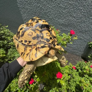 Hi White Leopard Tortoise Adult Female #2651 (Pardalis babcocki) for sale at Premier Elite Exotics