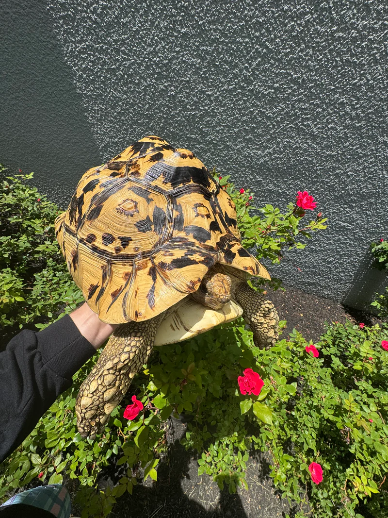 Hi White Leopard Tortoise Adult Female #2651 (Pardalis babcocki) for sale at Premier Elite Exotics
